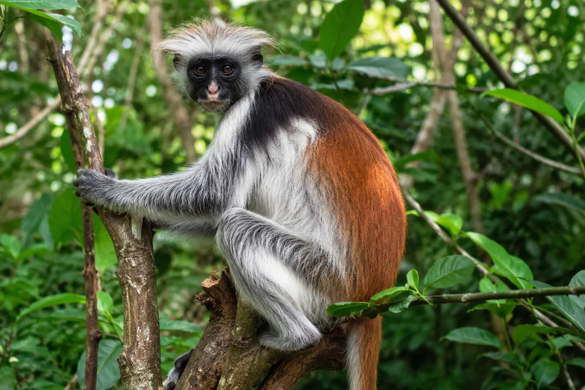 Jozani Forest, Spice Farm & Stone Town Tourfoto 2