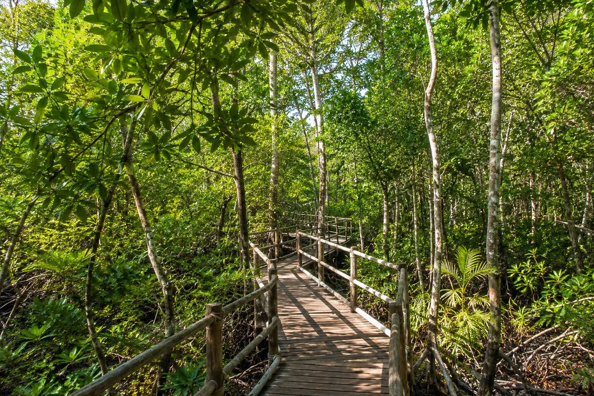 Jozani Forest, Spice Farm & Stone Town Tourfoto 3