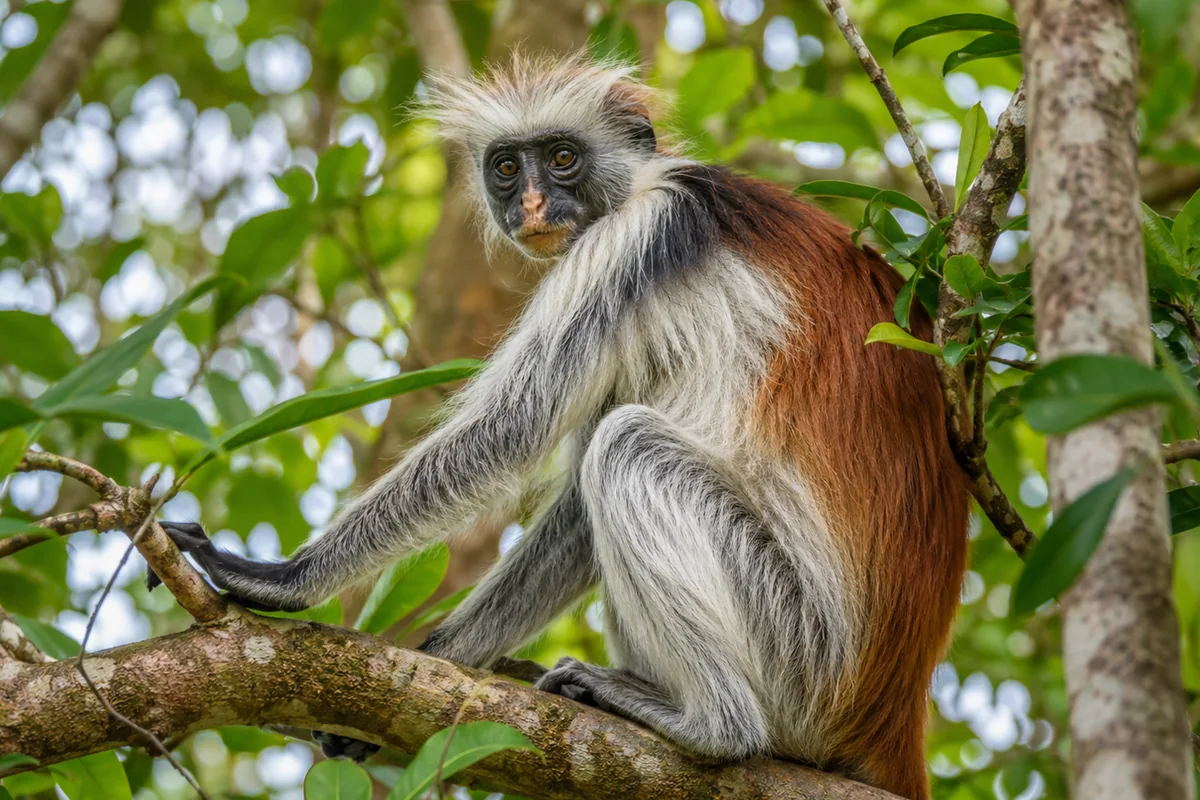 Monkey Tour, The Rock, Kuza Cave, Paje Beach & Salaam Cave tour photo 2